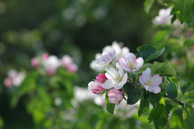 Photo des couleurs vives dans un jardin fleuri au printemps