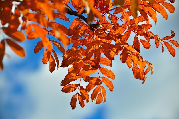 Les couleurs vives du feuillage d'octobre