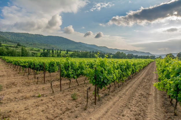 Couleurs vives des vignes au coucher du soleil France