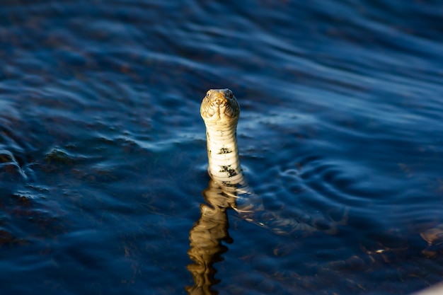 Couleuvre d'eau et couleuvre à collier Faune d'eau douce Reptile et amphibien Monde aquatique