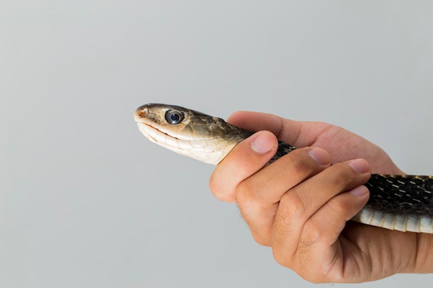 Couleuvre obscure Ptyas carinata isolé sur fond blanc