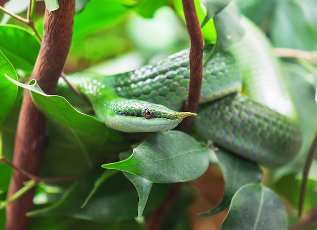 Couleuvre obscure rhinocéros vert sur l'arbre