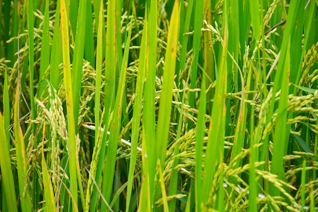 La couleuvre rayée regarde les insectes dans les rizières.