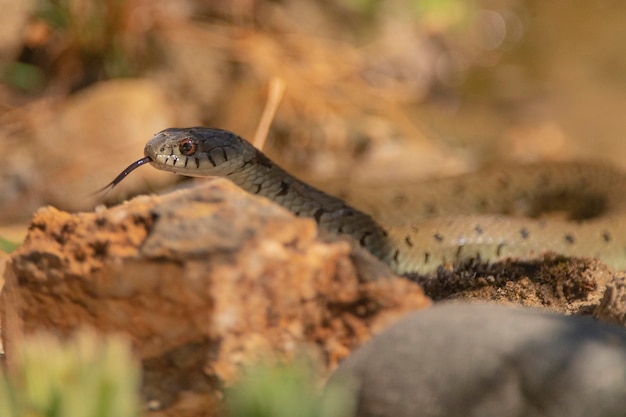 Couleuvre serpent annelé ou serpent d'eau Natrix natrix Malaga Espagne