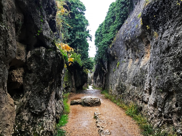 Couloir étroit dans la forêt