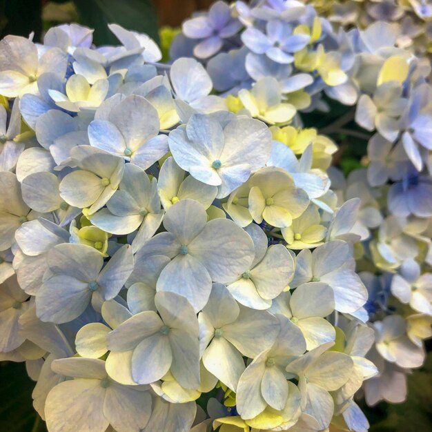 Coup de belles fleurs dans le jardin