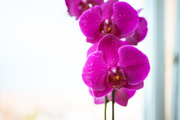 un coup de belles fleurs d'orchidées avec des gouttes d'eau
