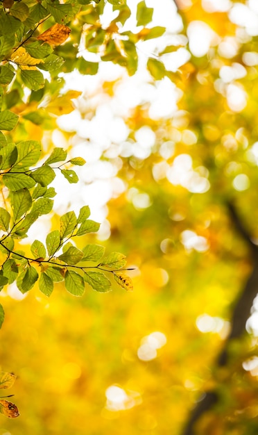 Coup de détail de feuilles