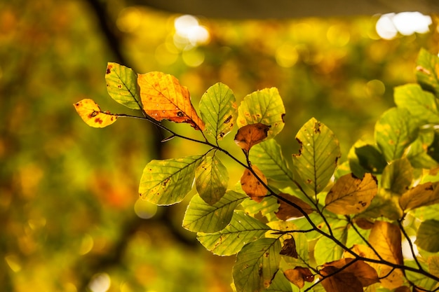 Coup de détail de feuilles