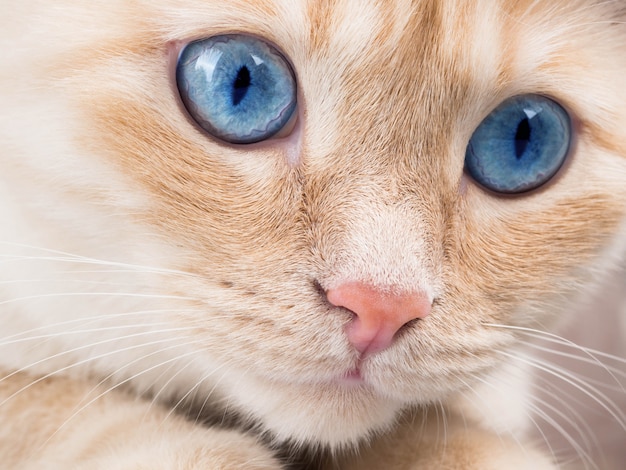 Coup de détail de pattes de chat doux assis sur la table, agrandi de chat visage mignon rouge