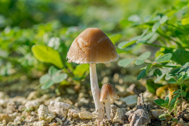 Coup de foyer sélectif de deux champignons sauvages dans la forêt