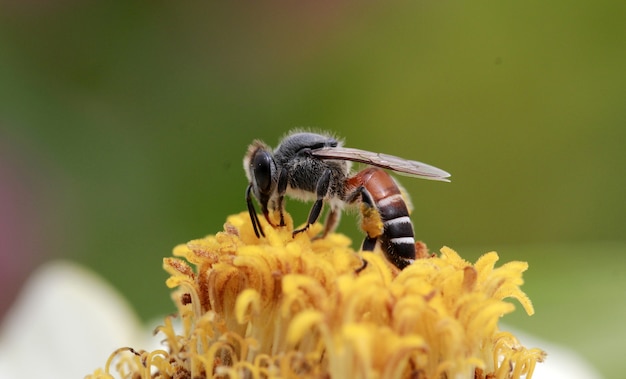 coup de macro d&#39;abeille pollinisée sur fleur jaune
