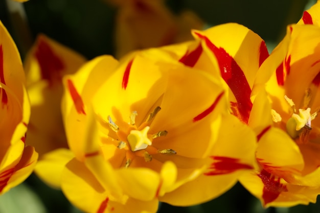 Coup de macro de belles fleurs dans le jardin