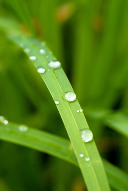 Coup de macro sur un brin d'herbe couvert de rosée