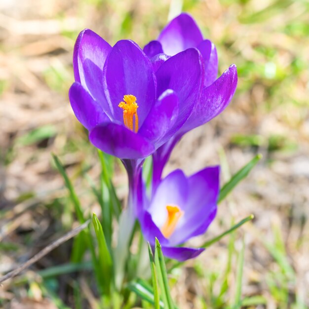 Coup de macro de crocus de fleurs violettes de printemps avec un fond doux