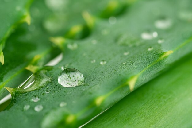 Coup de macro de feuille d'aloe vera avec des gouttes d'eau