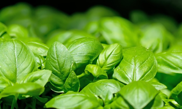 Coup de macro de feuilles de basilic