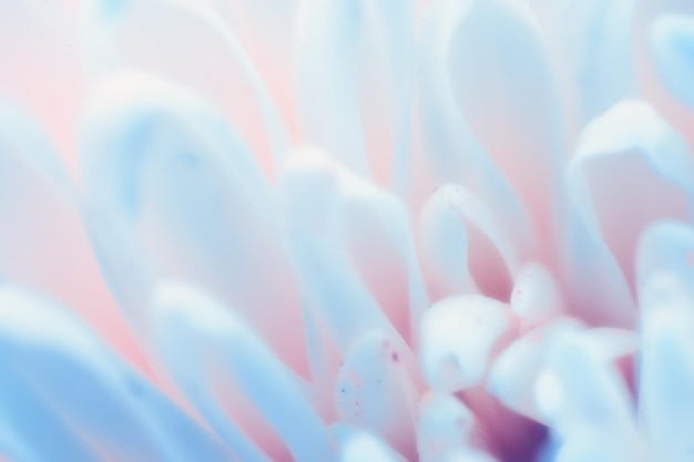 Photo coup de macro de fleur de chrysanthème