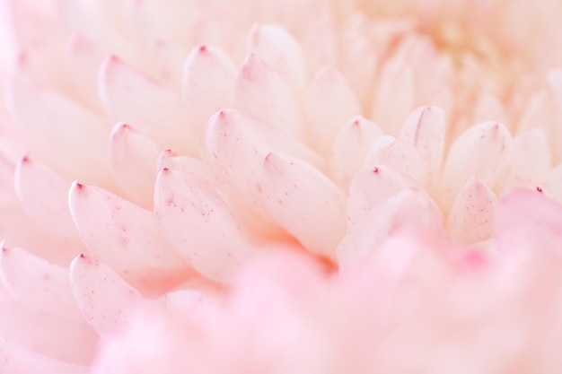 Coup de macro de fleur de chrysanthème