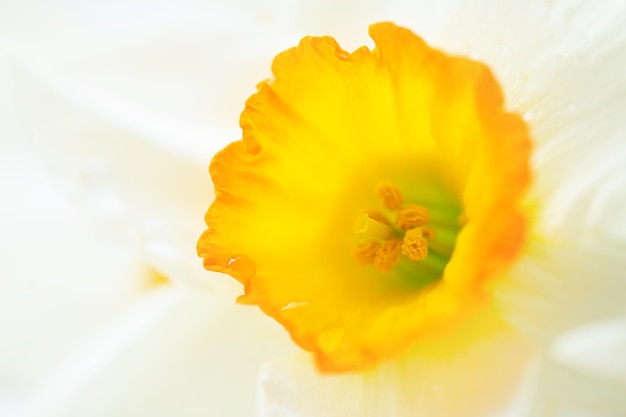 Coup de macro de fleur de jonquille ou de narcisse Concept de printemps