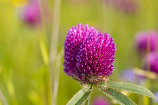 Coup de macro de fleur de trèfle poussant à l'état sauvage dans le pré. Gros plan lumineux de fleur de trèfle