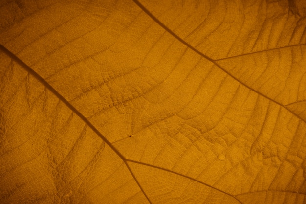 Coup de macro. Fond de texture de feuille.