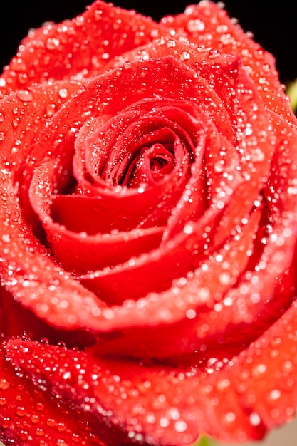 Coup de macro de gouttes de pluie sur rose rouge sur fond noir. Rose naturelle. Rose fraîche.