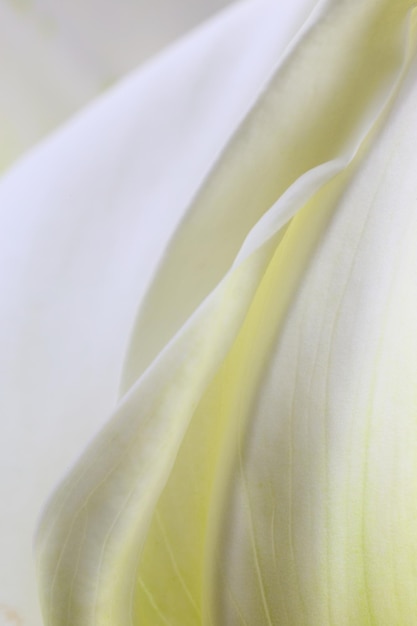 Coup de macro de lys calla blanc