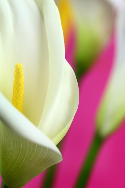 Coup de macro de lys calla blancs