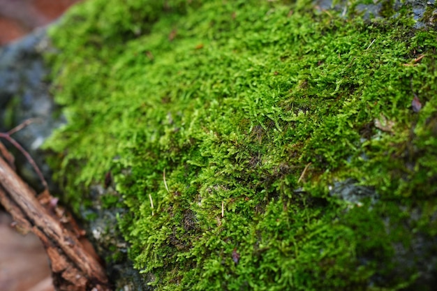 Coup de macro de mousse naturelle