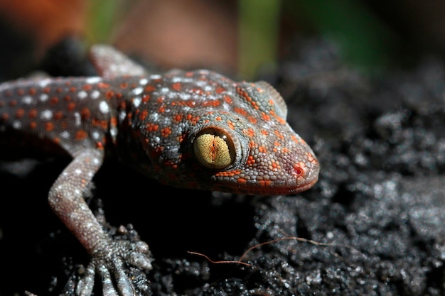 Coup de macro de l&#39;oeil d&#39;un Tokay Gecko (Gecko gecko).