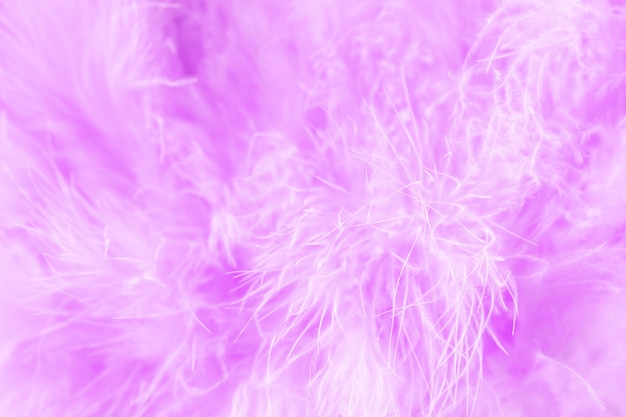 Coup de macro de plumes moelleuses d&#39;oiseaux violet dans un style doux et flou