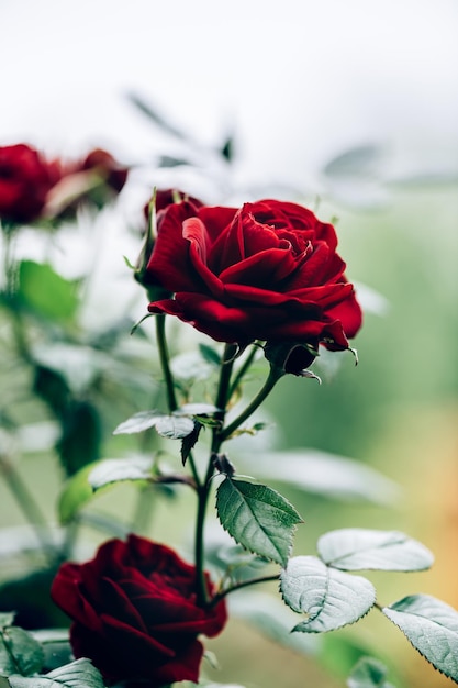 Coup de macro de rose de jardin