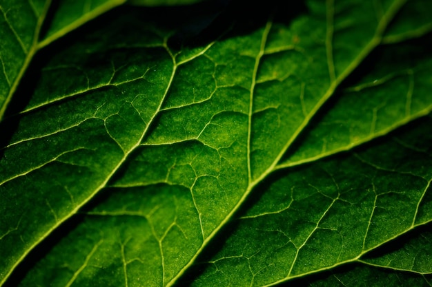 Coup de macro de la texture de la feuille verte