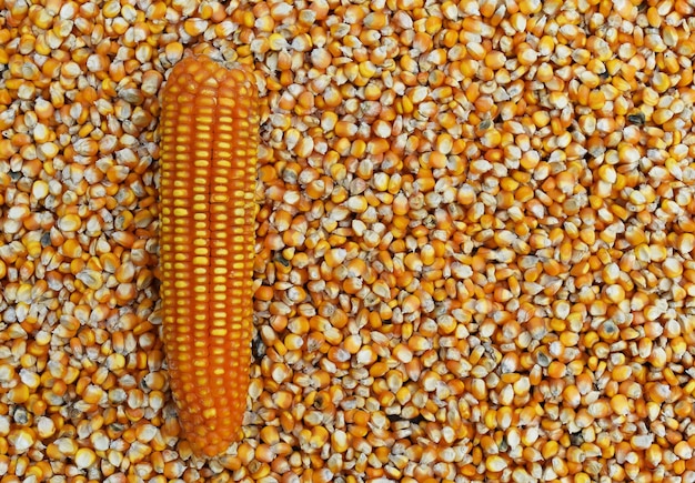 Photo coup de maïs et de grains dans le cadre complet