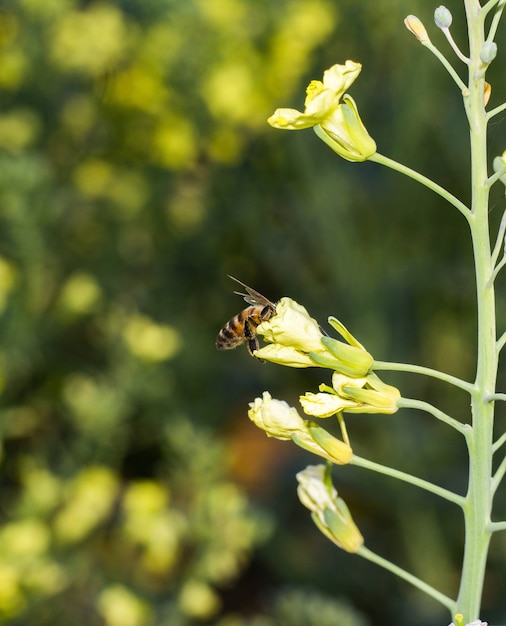 Coup de mise au point sélective d'une abeille dans une fleur American Yellowrocket