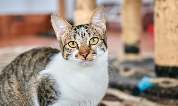 Un coup de mise au point sélective d'un adorable chat européen