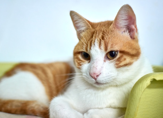 Coup de mise au point sélective d'un chat domestique se détendre dans son lit douillet