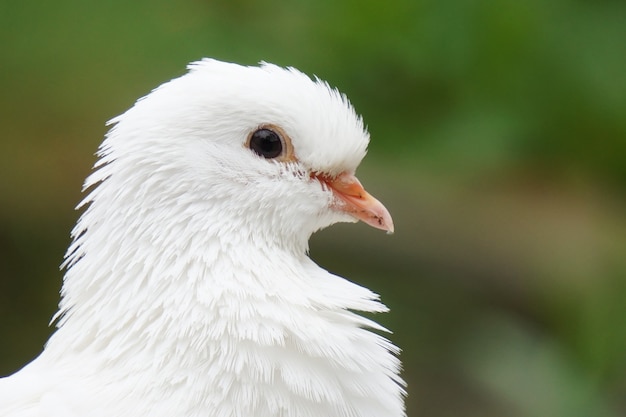 Coup de mise au point sélective d'une colombe blanche