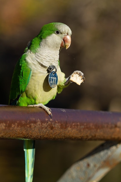 Coup de mise au point sélective d'un perroquet perruche moine drôle de manger un pain