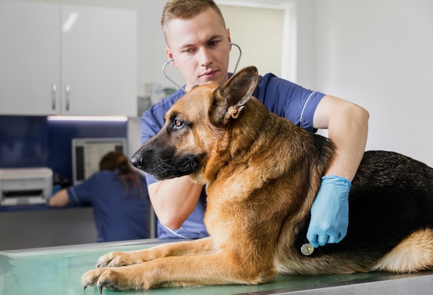 Coup moyen médecin vérifiant la respiration du gros chien