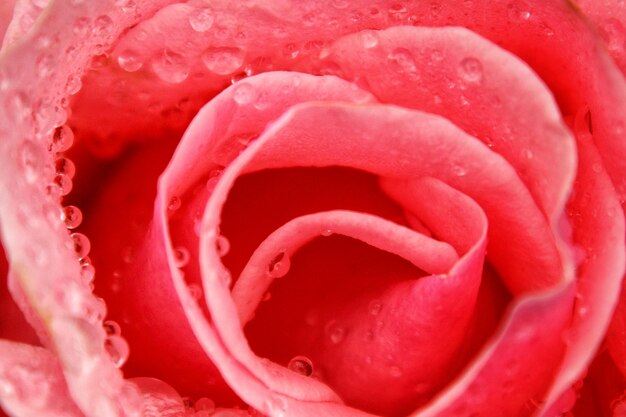 Photo un coup de rose macro.