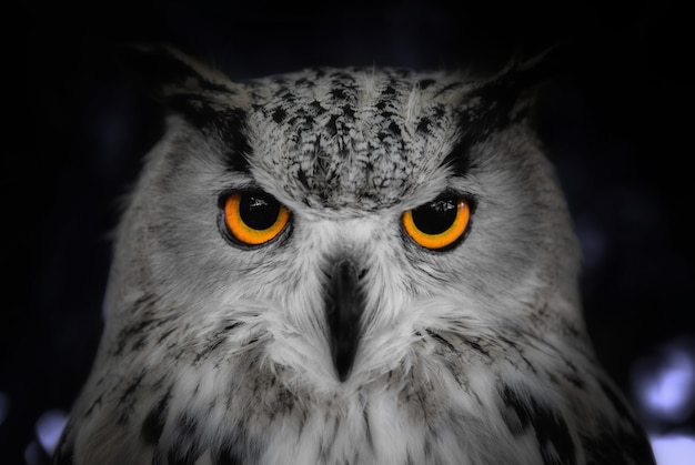 Coup de tête gros plan d&#39;un hibou sauvage dans la nuit