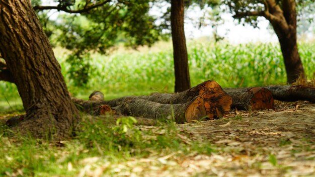 Coupe d'arbre dans le champ