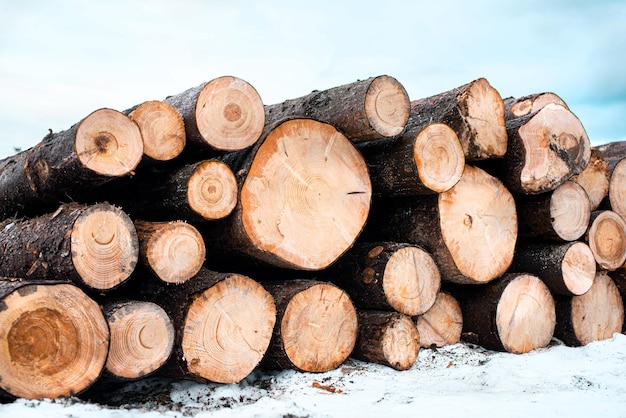 Coupe de bois en hiver Exploitation forestière troncs de bois empilés dans la forêt Industrie du bois forestier