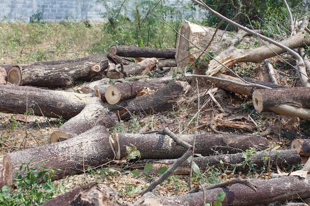 Coupe de bois