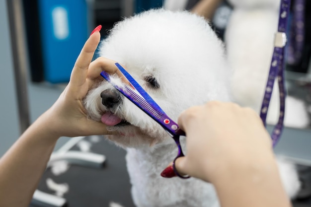 Coupe de cheveux femme toiletteur Bichon Frise sur la table pour le toilettage dans le salon de beauté pour chiens