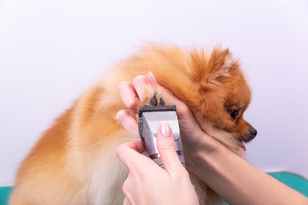 Coupe de cheveux femme toiletteur Pomeranian chien aux cheveux rouges dans le salon de beauté pour chiens Le concept de toilettage et de soins pour chiens