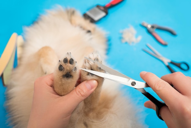 Coupe de cheveux de pattes de chien avec des ciseaux à la maison toilettage de chiens soins poméraniens