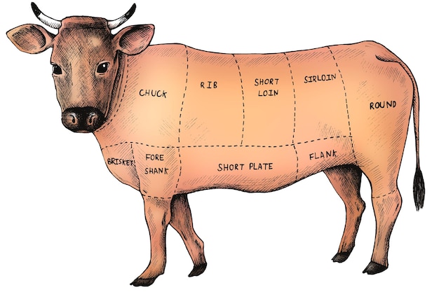 Coupe colorée de bœuf png